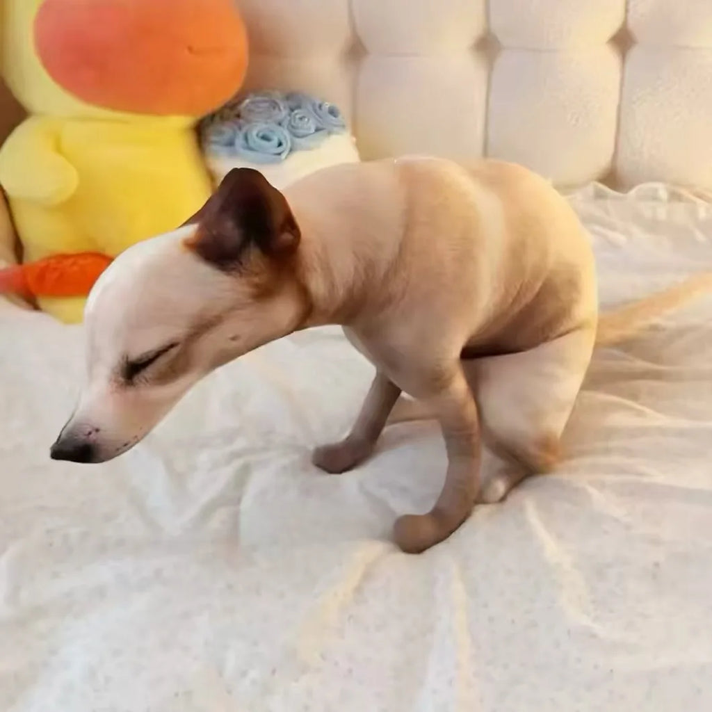 Funny Squatting Pooping Dog Plush Toy Cute Realistic 3D Printing Home Decor Stuffed Pillo Novelty Gag Gift Cartoon Cushion Gifts